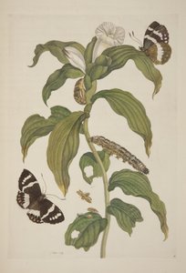 Plate XXVI from Metamorphosis Insectorum Surinamensium by Maria Sibylla Merian, 1705